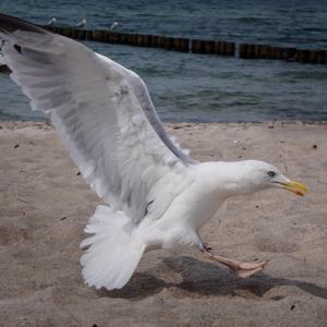 Herring Gull