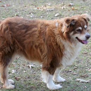 Australian Shepherd