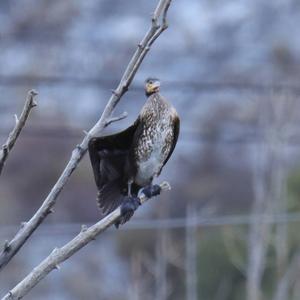 Great Cormorant