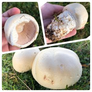 Horse Mushroom