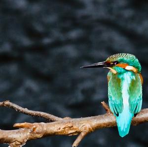 Common Kingfisher