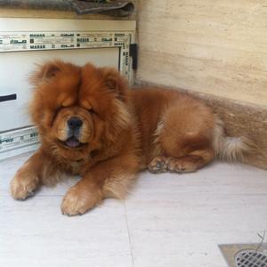 Chow Chow