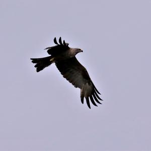 Black Kite