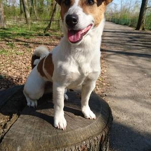 Russell Terrier