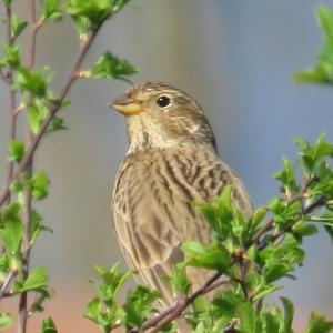 Corn Bunting