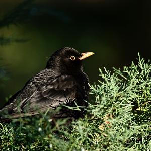 Eurasian Blackbird