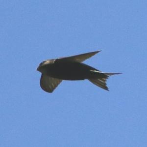 Common Swift