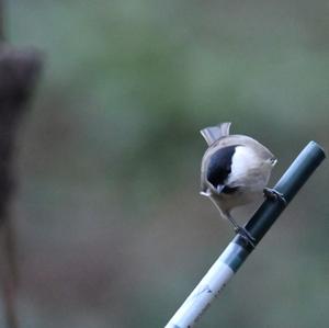 Marsh Tit