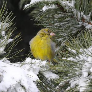 European Greenfinch