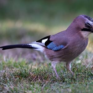 Eurasian Jay