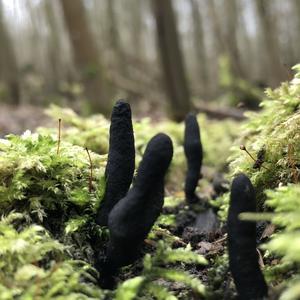 Dead Man`s Fingers