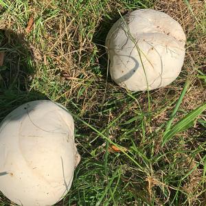 Giant Puffball