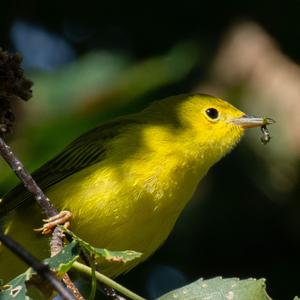 Yellow Warbler