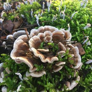 Turkey-tail