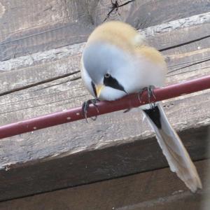 Bearded Parrotbill