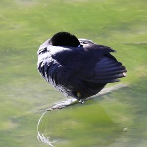 Common Coot