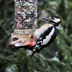 Great Spotted Woodpecker