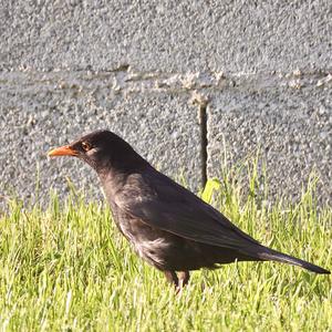 Eurasian Blackbird