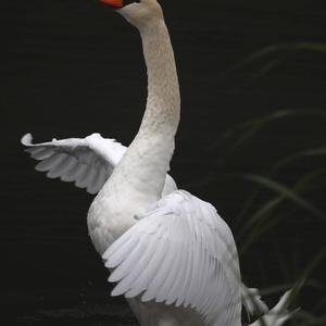 Mute Swan