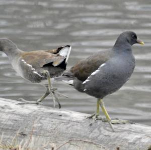 Common Moorhen