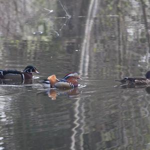 Mandarin Duck