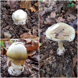 Death Cap