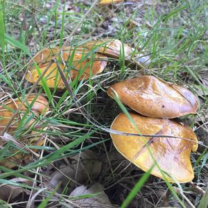 Larch Suillus