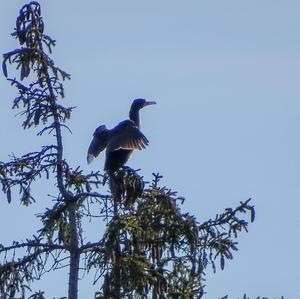 Great Cormorant