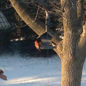 Northern Cardinal