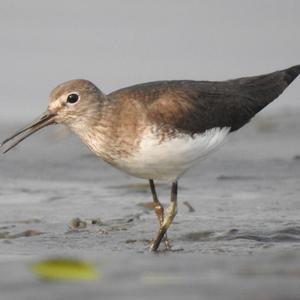 Green Sandpiper