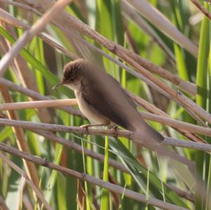 Eurasian Reed-warbler