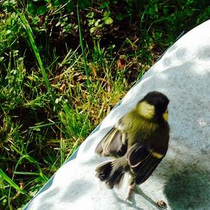 Great Tit