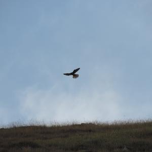 Common Kestrel