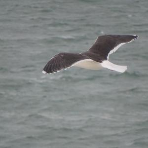 Great Black-backed Gull