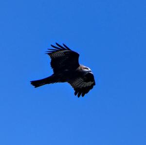 Black Kite