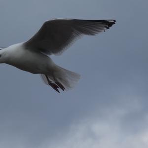 Herring Gull