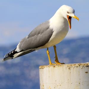 Yellow-legged Gull