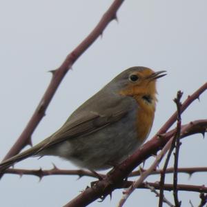 European Robin