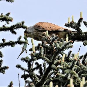 Common Kestrel