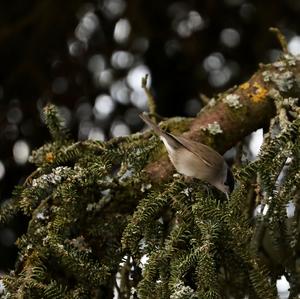 Blackcap