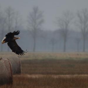 Seeadler