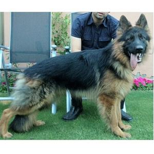 German Shepherd