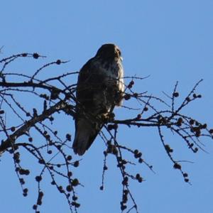 Mäusebussard