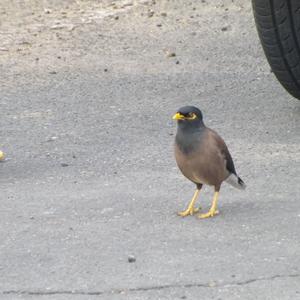 Common Myna