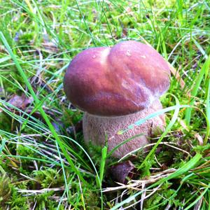 King Bolete