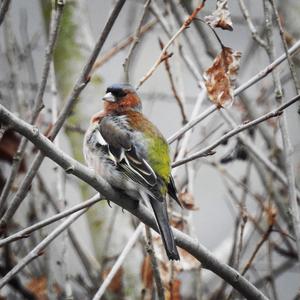 Eurasian Chaffinch