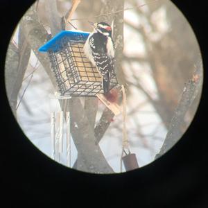 Hairy Woodpecker