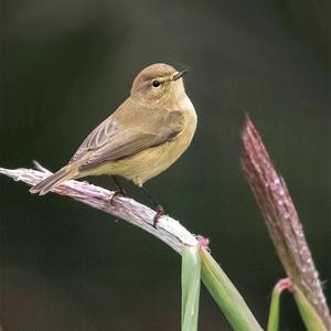 Common Chiffchaff