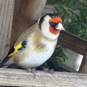 European Goldfinch