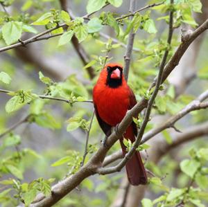 Northern Cardinal